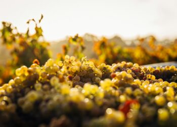 Your Keep, Your Manner: How you can Create a Distinctive Barossa Valley Resort