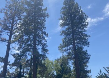 WorldMark Large Bear Assessment (2025)