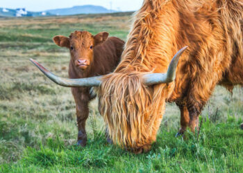 Uncover Scotland’s legends: a household information to castles, coasts, and metropolis magic