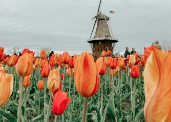 Past the Canals: A Solo Traveler’s Information to the Dutch Countryside