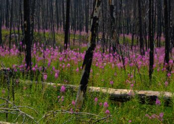 The Ecological Impression of Wildfires