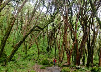 3 Issues Your Emergency Journey Finances Ought to Cowl