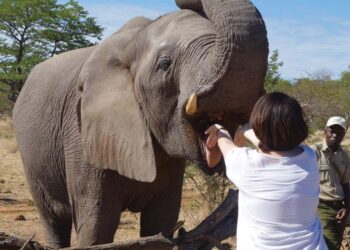 Tales of conservation and neighborhood throughout Africa