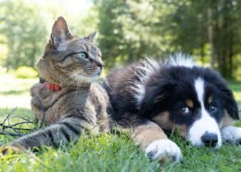 Find out how to Journey With A number of Pets With out the Stress