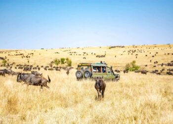 5 Kenyan Safaris You Ought to Strive