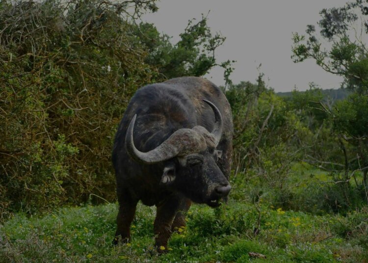 Tsavo East vs Tsavo West Nationwide Park: Which One Ought to You Go to?