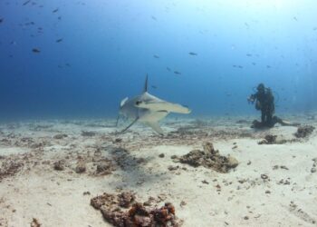 10 Unforgettable Ocean Encounters so as to add to your Journey Bucket Listing