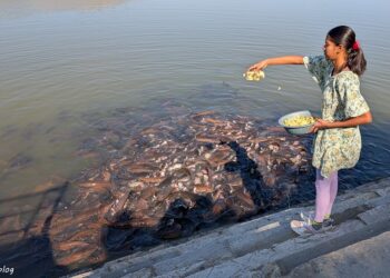 The Fantastic Village Safari in Kumbhalgarh, Rajasthan