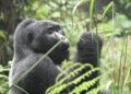 Strolling Softly Into the World of Mountain Gorillas