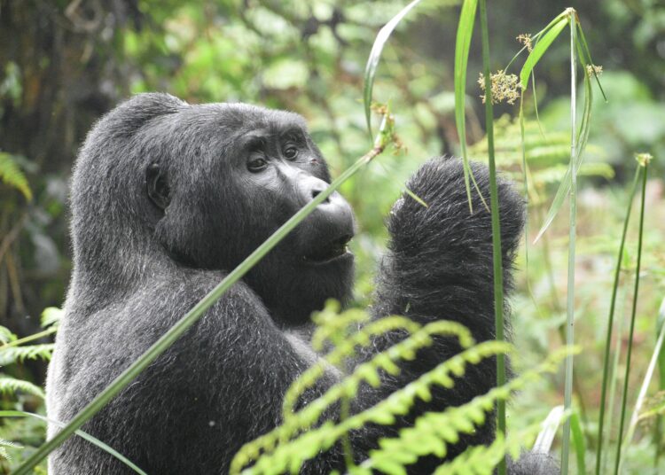 Strolling Softly Into the World of Mountain Gorillas