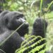 Strolling Softly Into the World of Mountain Gorillas